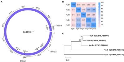 Two Type VI Secretion DNase Effectors are Utilized for Interbacterial Competition in the Fish Pathogen Pseudomonas plecoglossicida